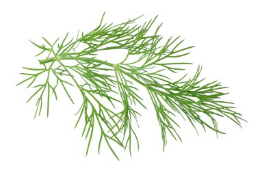 Taze dereotu beyaz arka planda izole edilmiş.