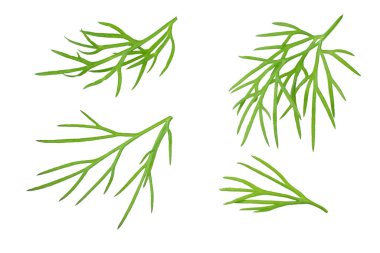 Taze dereotu beyaz arka planda izole edilmiş. en üstteki görünüm