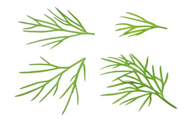 Taze dereotu beyaz arka planda izole edilmiş. en üstteki görünüm