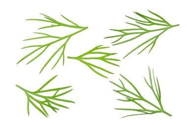 Taze dereotu beyaz arka planda izole edilmiş. en üstteki görünüm