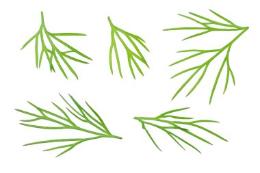 Taze dereotu beyaz arka planda izole edilmiş. en üstteki görünüm