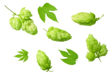 Yeşil yapraklı yeşil sıçrayışlar beyaz arka planda izole edilmiş. en üstteki görünüm