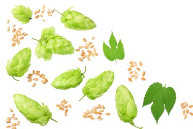 Buğday ve yeşil yapraklı yeşil sıçrayışlar beyaz arka planda izole edilmiş. en üstteki görünüm