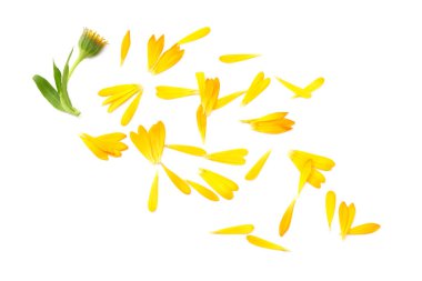 Beyaz arka planda yeşil yapraklı kadife çiçekleri. Calendula çiçeği