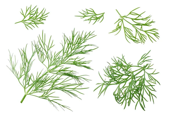 Fresh Dill Isolated White Background — Stock Photo, Image