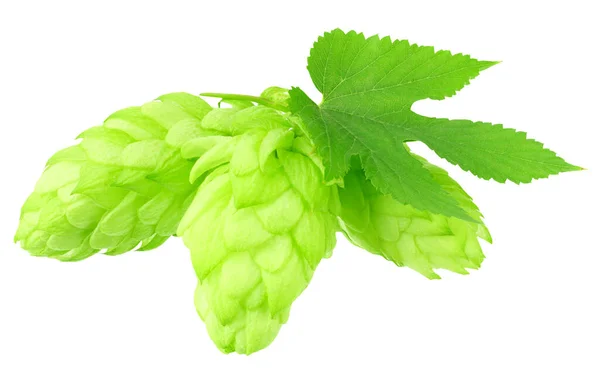 Grüner Hopfen Mit Grünen Blättern Isoliert Auf Weißem Hintergrund — Stockfoto