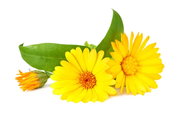 Flores Calêndula Com Folha Verde Isolada Sobre Fundo Branco Flor — Fotografia de Stock