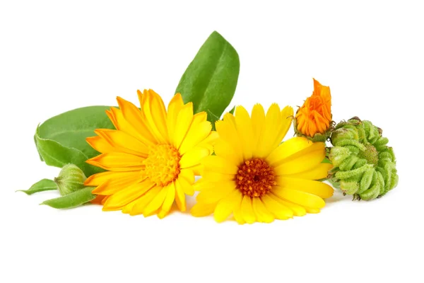 Marigold Kwiaty Zielonym Liściem Izolowane Białym Tle Kwiat Kalenduli — Zdjęcie stockowe