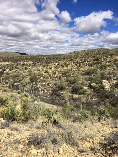 IMG _ 0392 Zona desertica con piante a Tucson, Arizona - Stati Uniti sud-occidentali — Foto Stock