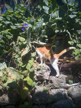 Beyaz ve kızıl saçlı bir kedi, sırtı çerçeveye dönük yeşil çalıların arasından gizlice geçer.