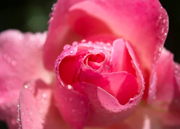 Macro bocciolo rosa rosa con gocce d'acqua sui petali — Foto Stock