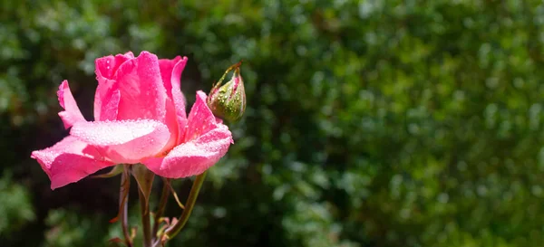 Rosenstrauch mit Wassertropfen auf den Blütenblättern vor dem Hintergrund des Gartens — Stockfoto