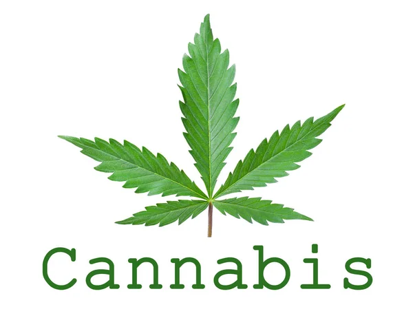 白い背景に隔離された医療植物の緑の葉の大麻のシンボル。大麻の広告ロゴ — ストック写真