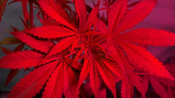 Planta de cannabis folhas em crescer sob luz LED rosa roxo. Crescer maconha — Fotografia de Stock