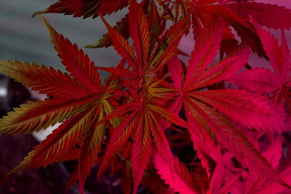 Listy konopí rostou pod fialovou růžovou Led lights.growing marihuana — Stock fotografie