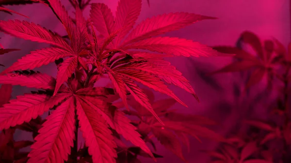 Krásné marihuany rostliny pod Led light.cannabis listy v trendu barev — Stock fotografie