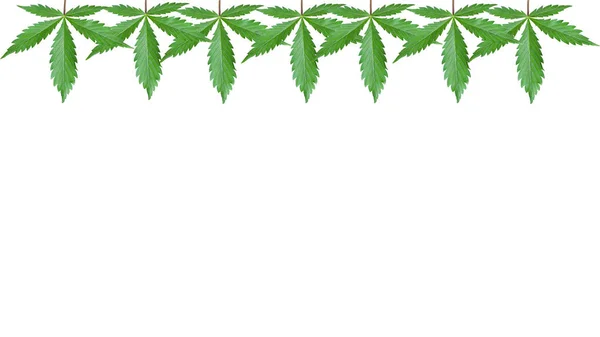 Kenevir yeşili yaprak üst çerçeve. Beyaz arka planda marihuana kopyalama alanı — Stok fotoğraf