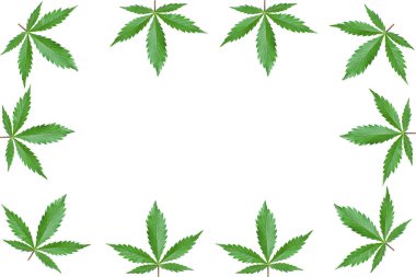 Beyaz arkaplanda kopyalama alanı olan kenevir yeşili yaprak çerçevesi izole edilmiş desen. Dekoratif marihuana yaprakları deseni