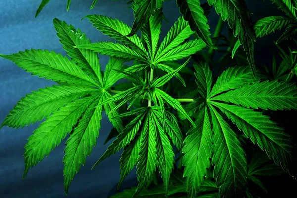 Krásné zelené listy konopí.čerstvé marihuany rostlina — Stock fotografie