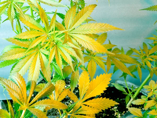 Żółte zielone liście konopi, marihuana medyczna pod lampą — Zdjęcie stockowe