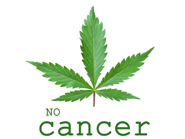 Concept No Cancer green leaf cannabis logo icon on white background — ストック写真