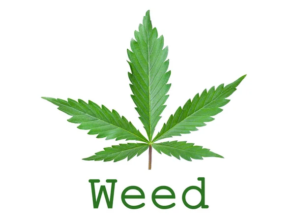 Weed verde folha conceito logotipo ícone no fundo branco — Fotografia de Stock