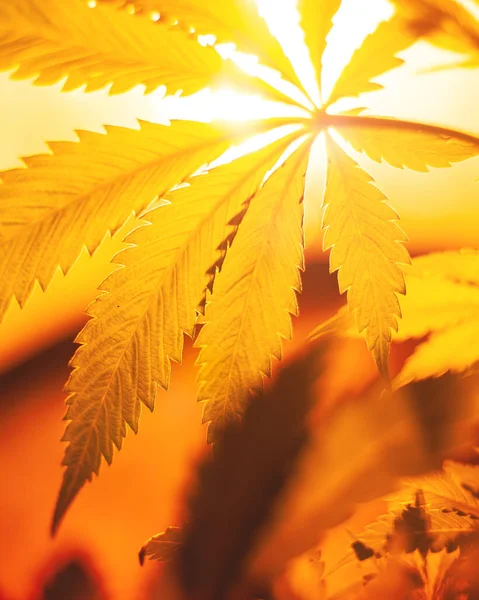 Kapalı alanda tarım esrarı taburcu lambaları altında sıcak sarı ışıklandırma, büyüyen marihuana, esrar yaprakları alt görünüm — Stok fotoğraf
