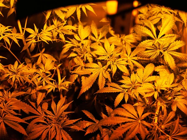 Evde esrar yetiştiriyorum. Tıbbi bir marihuana bitkisinin yaprakları. Kapalı alanda yetiştirme. — Stok fotoğraf