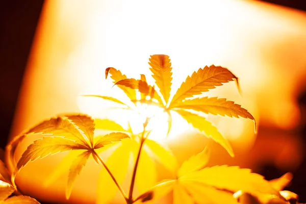 Indoor cultivation cannabis under discharge lamps warm yellow lighting,growing marijuana, cannabis leaves bottom view