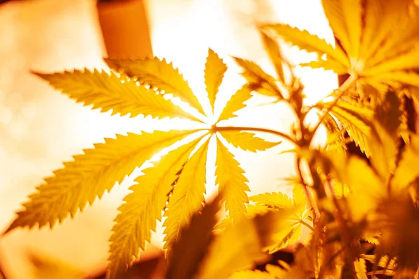 Cultivo interno cannabis sob lâmpadas de descarga iluminação amarela quente, cultivo de maconha, folhas de cannabis vista inferior — Fotografia de Stock