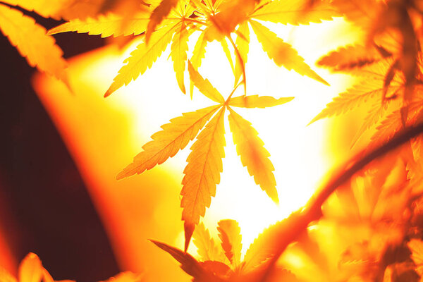 cannabis growing lamp.indoor lighting for plants