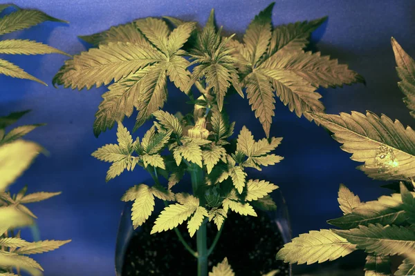 Plant bending using the LST technique for autoflowering cannabis varieties,vegetative stage autoflower marijuana — Stock Photo, Image