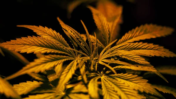 Konopí lékařská rostlina, zelená marihuana květ během vegetace.cultivation a rostoucí vnitřní konopí — Stock fotografie