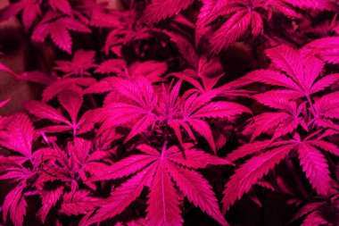 Esrar yaprakları mor pembe ışıkların altında yetişir. Marihuana yetişir. Odaklanamaz.