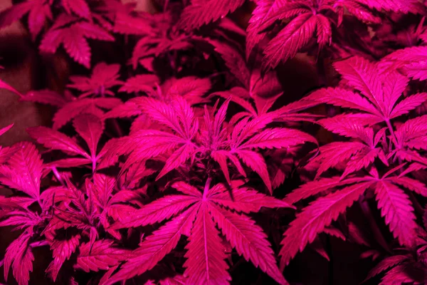 Folhas de plantas de cannabis em crescer sob luz LED roxo rosa.crescente maconha Desfocado — Fotografia de Stock