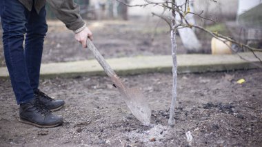 Bahar ağacı dikimi. Kürekli bir bahçıvan tohum için toprağı kazıyor.