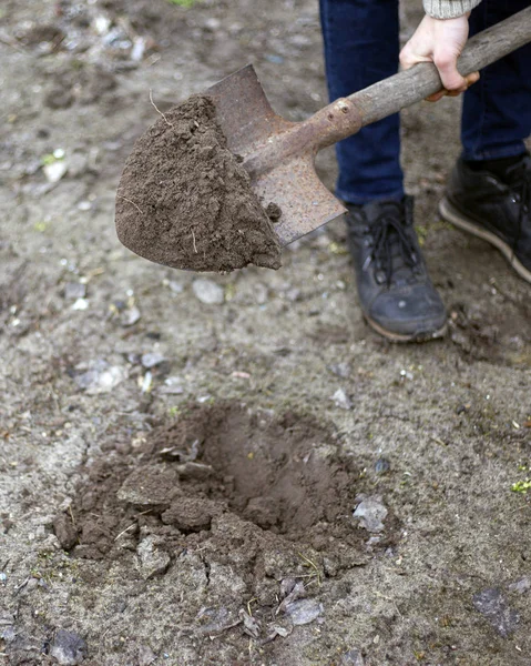 Chlap vykope díru s lopatou pro výsadbu jarních stromů — Stock fotografie
