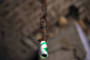 adhesive tape for catching insects. flycatcher close-up