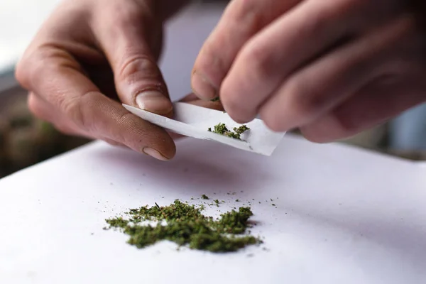 Roll cannabis weed. make cigarette with marijuana, joint closeup — Stock Photo, Image