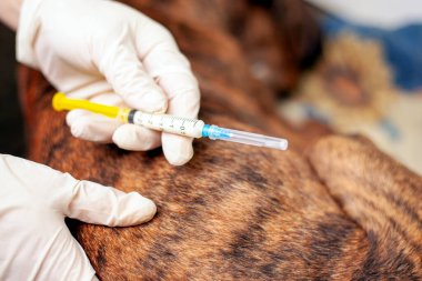 Veteriner elinde şırıngayla hasta bir köpeğe iğne yapıyor.