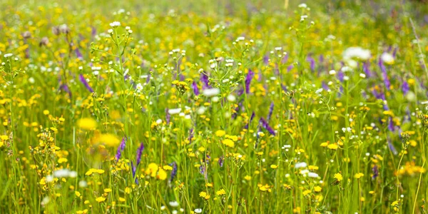 Beautiful field of wildflowers, healing natural herbs backround — Stock Photo, Image