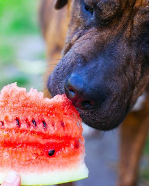 Köpek karpuz yemeye çalışıyor. Yakından.