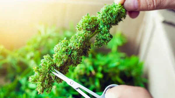 Rifilatura germogli di canapa droga, erba medica fiore di cannabis tagliata — Foto Stock