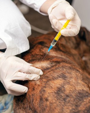 Veteriner doktor lobed bir köpeğe iğne yapar. Hayvanlar için ambulans