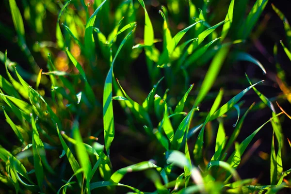 Ochtend groen gras in de zon met dauwdruppels en mooie bokeh achtergrond — Stockfoto