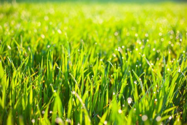 Sabah yeşili çimenler, çiğ damlaları ve güzel bokeh arkaplanı.