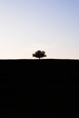 ufuktaki gizemli yalnız ağaç. Karşıt siluet. Üstü aydınlık, altı karanlık. konsept minimalist iyi ve kötü