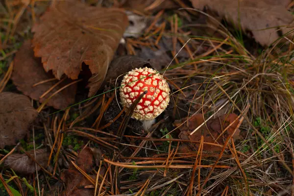 Νεαρός μύκητας, δηλητηριώδης κόκκινη μύγα αγαρικό σε ένα κοντινό δάσος πεύκου — Φωτογραφία Αρχείου