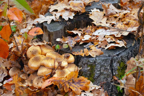 Honey agaric mushrooms growing on a stump in the autumn forest among oak leaves close-up — Stock Photo, Image