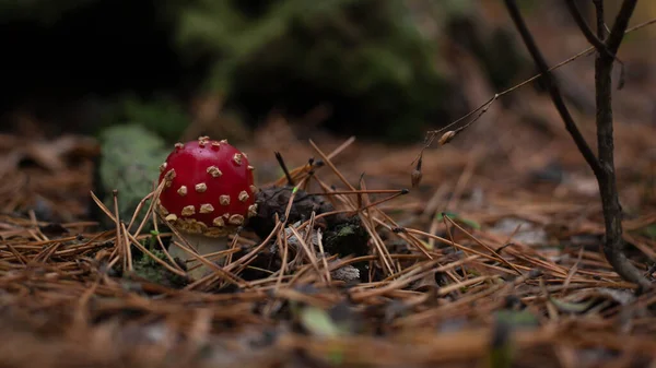 Молодой грибок, ядовитая красная муха агаричная в сосновом лесу крупным планом — стоковое фото